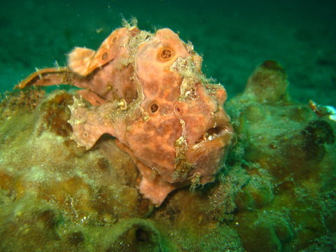 Anglerfisch