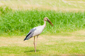 Obraz na płótnie Canvas Asian open-bill, A stork is standing and looking for meal on nature background.