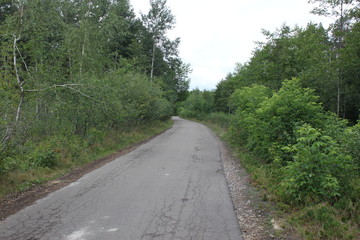 Asphalt road in the Polesie forest