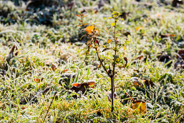 young tree with autumn leaves and grass in hoarfrost