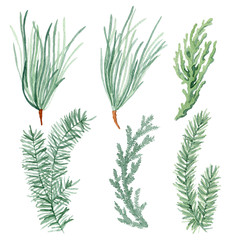 Watercolor Christmas trees. Hand painted vintage set with branches and leaves isolated on white background. Traditional evergreen elements for Christmas wreath.