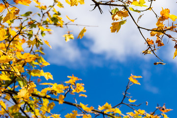 tree branches with yellow autumn leaves against the blue sky	