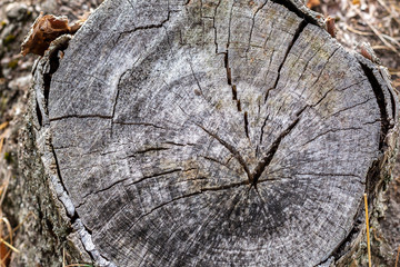 texture of tree stump
