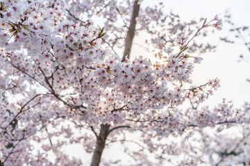 close up marco full bloom cherry blossom beauiful Sakura tree at japan cherry blossom  forecast pink asian flower perfact season to travel and enjoy japanese culture idea long weekend holiday relax