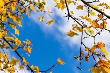 tree branches with yellow autumn leaves against the blue sky	