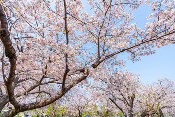 close up marco full bloom cherry blossom beauiful Sakura tree at japan cherry blossom  forecast pink asian flower perfact season to travel and enjoy japanese culture idea long weekend holiday relax