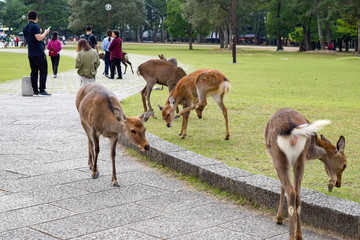 奈良公園　鹿