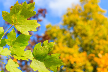 autumn leaves on blue sky background