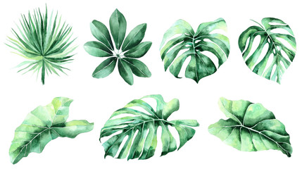 Set of tropical leaves. Jungle, botanical watercolor illustrations, floral elements, palm leaves, fern and others. Hand drawn watercolor set of Anthurium green leaves and home plant, isolated