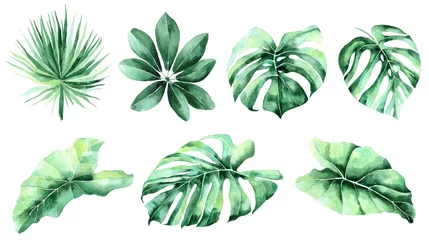 Satz tropische Blätter. Dschungel, botanische Aquarellillustrationen, florale Elemente, Palmblätter, Farn und andere. Handgezeichnetes Aquarell-Set aus Anthurium-Grünblättern und heimischer Pflanze, isoliert © Anastasiia