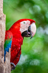 blue and yellow macaw