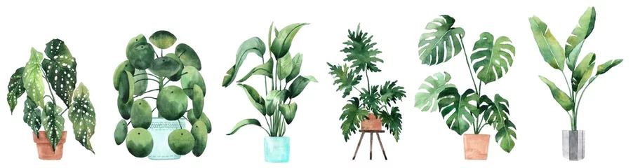 Deurstickers Aquarel afbeelding met tropische bladeren en bladeren van kamerplanten. Thuisplant in potten. Groen. Sappig. Bloemen ontwerpelement. Perfect voor uitnodigingen, kaarten, prenten, posters. © Anastasiia