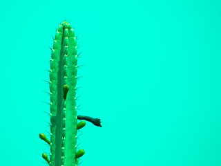Cactus on green background with copy space