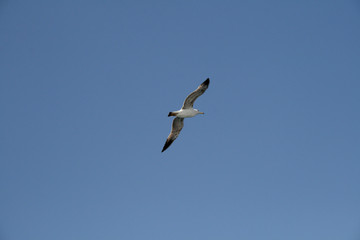 Obraz premium Seagull flying in the air, blue sky