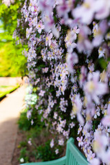 Blühende Clematis montana rosa Klematis