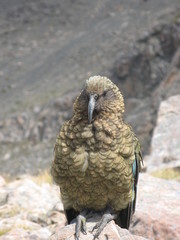 wilder kea auf der Südinsel Neuseelands