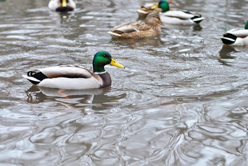 Fototapeta premium Colorful drake in the lake water swimming in the park surrounded by other ducks, drakes. Habitant of the pond, impoundment or mere. City stank wild animals.