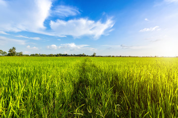 Beautiful green field cornfield or corn in Asia country agriculture harvest with sunset sky...