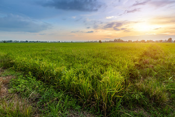 Beautiful environment landscape of green field cornfield or corn in Asia country agriculture harvest with sunset sky background.