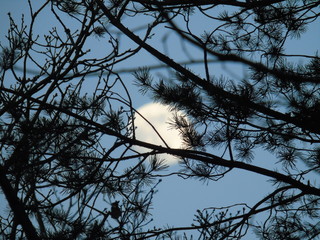 Beautiful caption of the moonlight over the village in winter days with some trees and leaves in the background by night and by day.