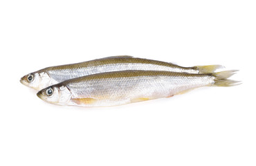whole round fresh Japanese sand fish or Japanese whiting fish on white background