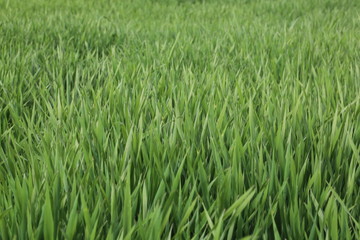 Lawns taken from close up, green grass