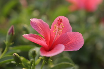 Fototapeta premium Natural beautiful red hibiscus flowers 