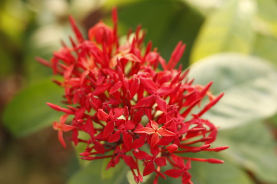 Tropical Flowering Plant Loosestrife And Pomegranate Family Pink With Green