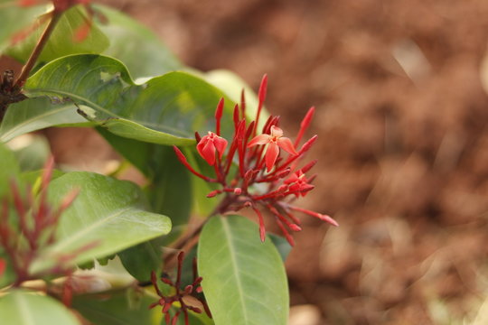 Tropical Flowering Plant Loosestrife And Pomegranate Family Pink With Green