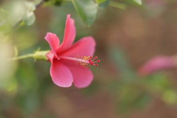 Fototapeta na wymiar Natural beautiful red hibiscus flowers 