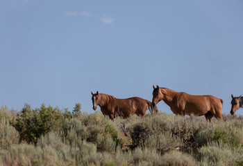 Wild Horses in Summer in Sand Wash Basin Colorado