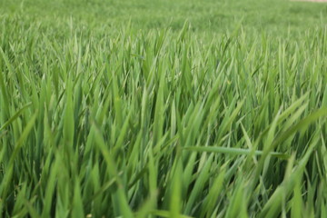 Lawns taken from close up, green grass