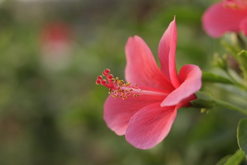 Fototapeta premium Natural beautiful red hibiscus flowers 