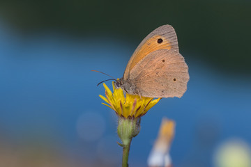 butterfly on flower