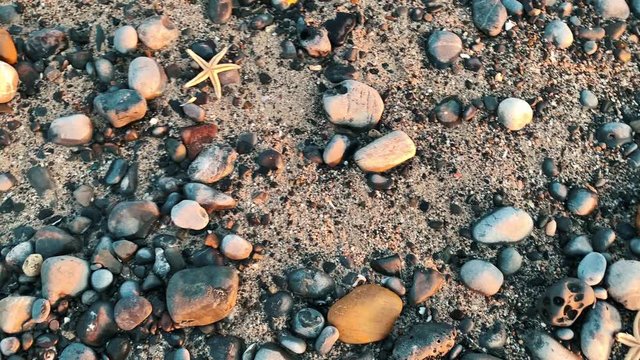 two Starfish on the Beach between stones and sand , asteroidea , colorful  sea Beach stones 