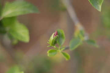 Still unblown bud of a bright red hibiscus flower 