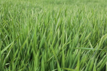 Lawns taken from close up, green grass