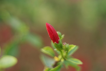 Still unblown bud of a bright red hibiscus flower 