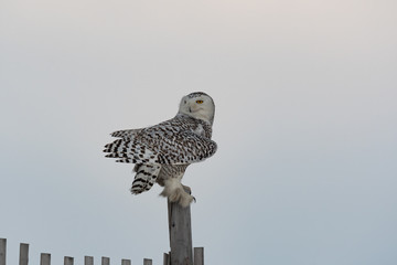 A Snowy Owl perched on a wooden fence post.