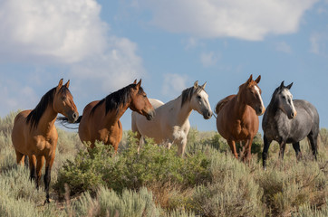 Wild Horses in Summer in Sand Wash Basin Colorado
