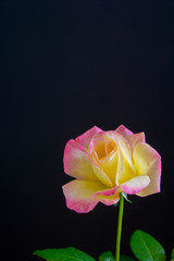 黒背景のピンクと黄色のバラ