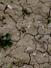  A delicate photo of drought