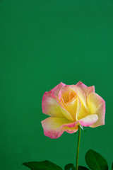 緑背景のピンクと黄色のバラ
