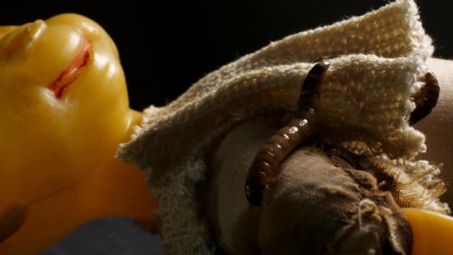 Close up of vintage disgusting doll with worm on it. Nightmare dream concept.