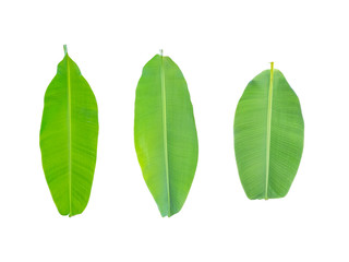 Isolated banana leaves on the white background. fresh leaves.set of banana leaves.