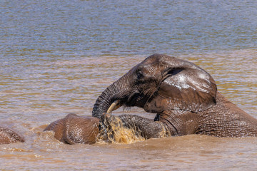 Elephants ( Loxodonta Africana) playing in the water, Pilanesberg National Park, South Africa.