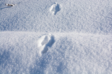 Fototapeta na wymiar 雪の上の野生動物の足跡