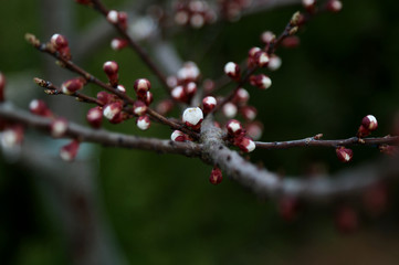Fototapeta na wymiar Buds blooming on tree branches, arrival of spring