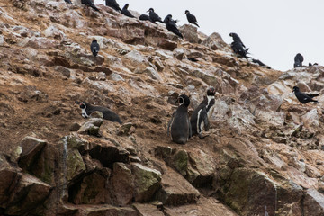 Pinguine in Paras, Peru