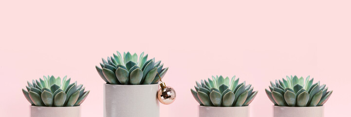 Succulents on pale pink background and one of them decorated with Christmas ball. Banner with place for text.